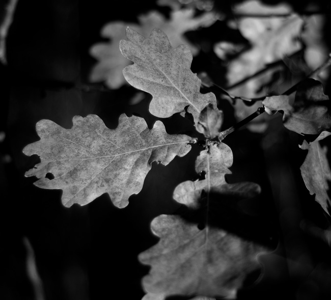 20101017_0015