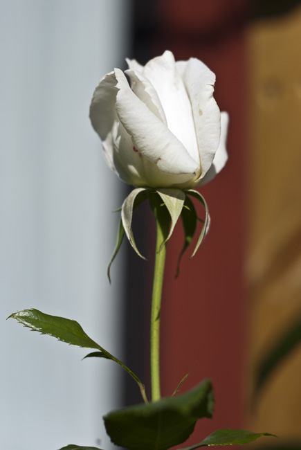 20110813_0015